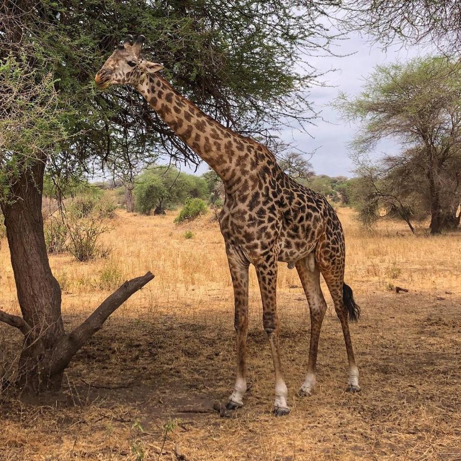Amboseli Cultural Camping Exterior photo